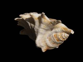 sea shell 18