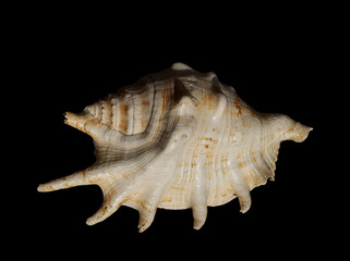 sea shell 19