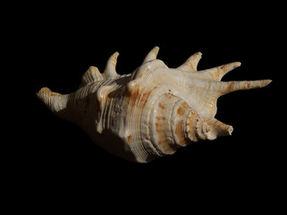 sea shell 20