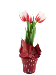 tulip plant