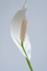 spathiphyllum flower - 2496011