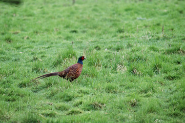 pheasant