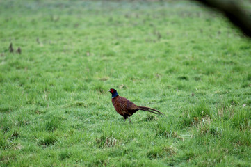 pheasant