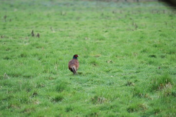pheasant