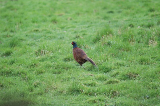 pheasant