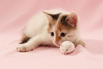 cat and mouse