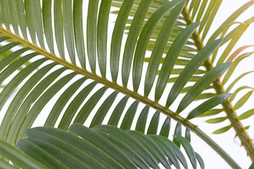 feuilles de palmier