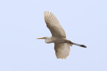 airone in volo
