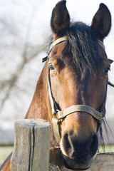 portrait of a  horse
