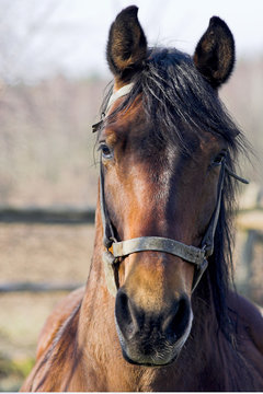 portrait of a  horse