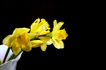 Naklejka na ściany i meble daffodils