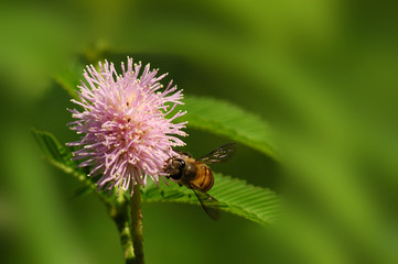 bee and flower