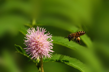 Fototapeta premium bee and flower