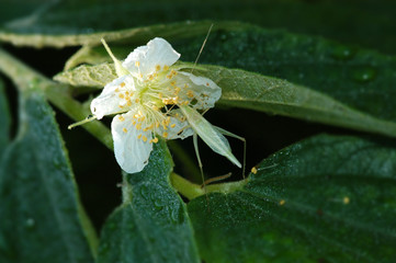 insect and flower