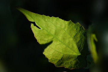 green leaf