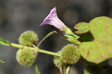 wild flower