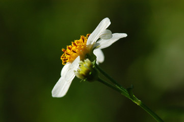 white flower