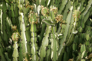 cactus plants