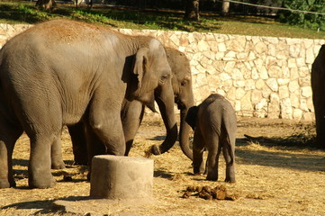 elephant baby with mother