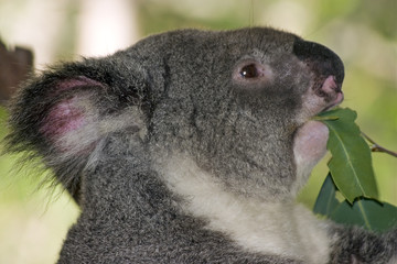 koalaeat
