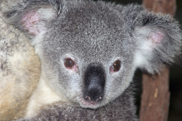 koalayng
