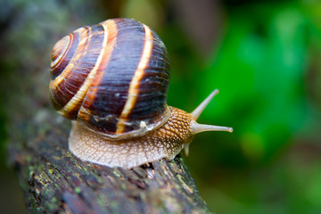 snail 1