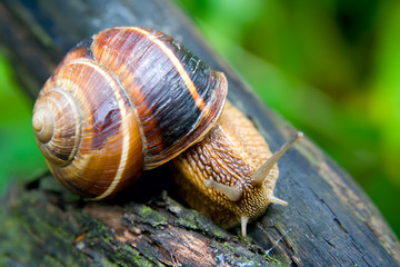 snail 3