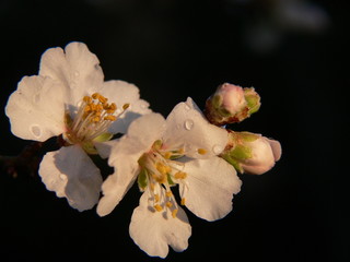 fleurs d'amandier