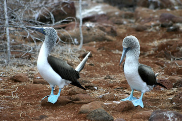 blue footed boobies