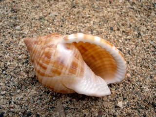 coquillage