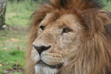 lion