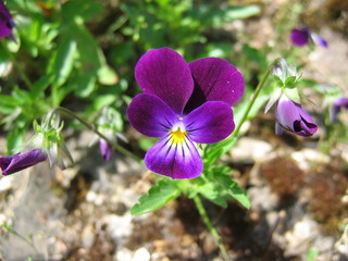 violette