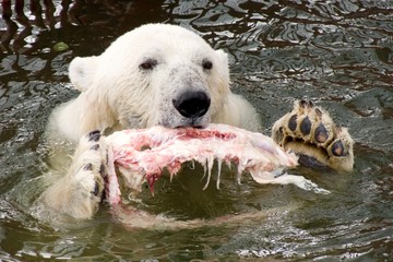 polar bear's dinner