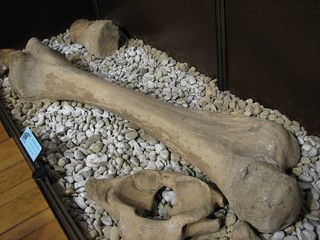 mammoth bone