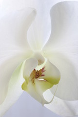 Naklejka na ściany i meble orchid white flower bloom petal sepal pistil