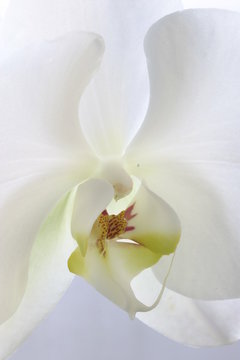 orchid white flower petal sepal pistol bloom close