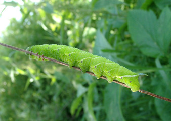 green caterpillar