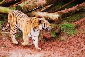 prowling amur tiger