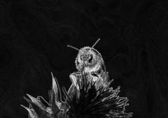 abeille noir et blanc - obrazy, fototapety, plakaty
