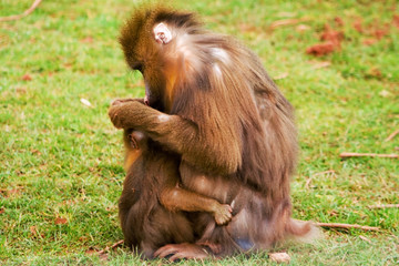 mother and child mandrill
