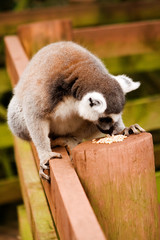 ring-tailed lemur examining food