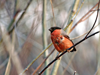 wet tailless the bullfinch.