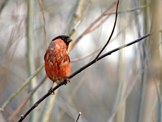 wet tailless the bullfinch.