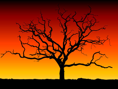 arbre detoure coucher de soleil