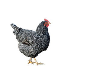 huhn auf weißem hintergrund