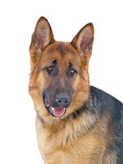 portrait in(to;at) full-face boughs german sheep dog jukisch hau