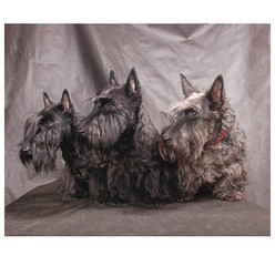 scotch terrier 04