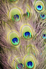 Fototapeta premium peacock fan