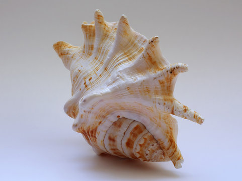 sea shell b13