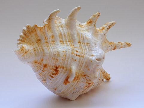 sea shell b14